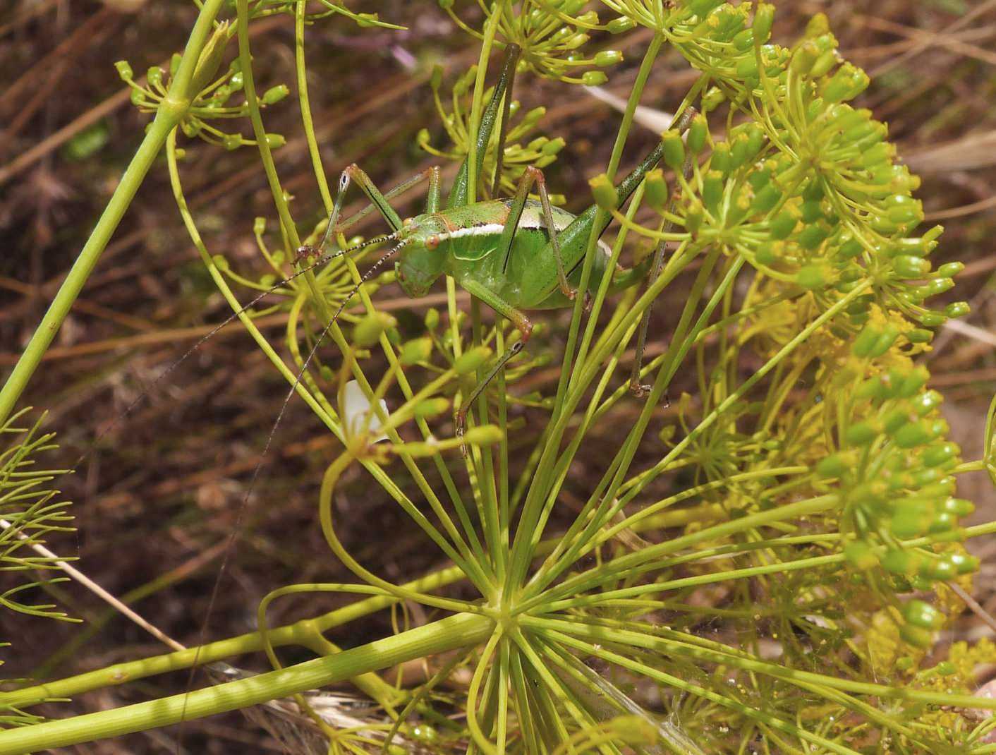 Phaneropteridae: Poecilimon jonicus superbus